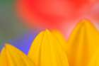 USA, Indiana, Carmel. Close-up of sunflower. Art Print